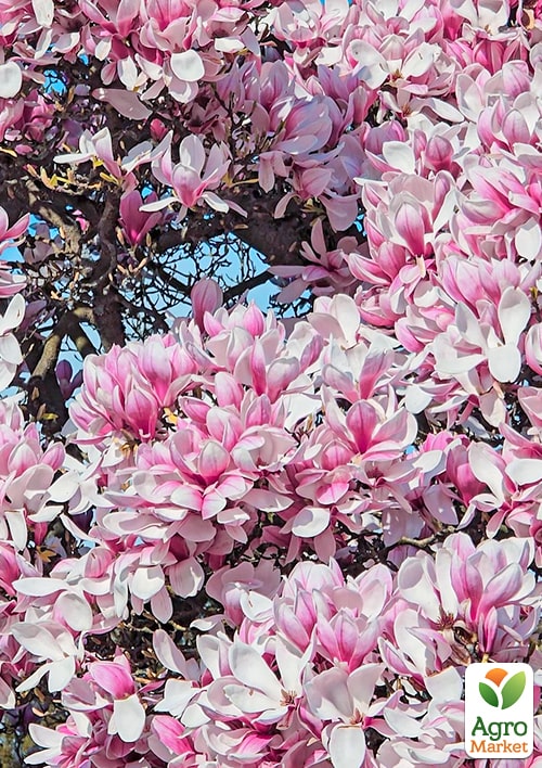 Магнолія "X Soulangeana" (Суланжа) - фото 2