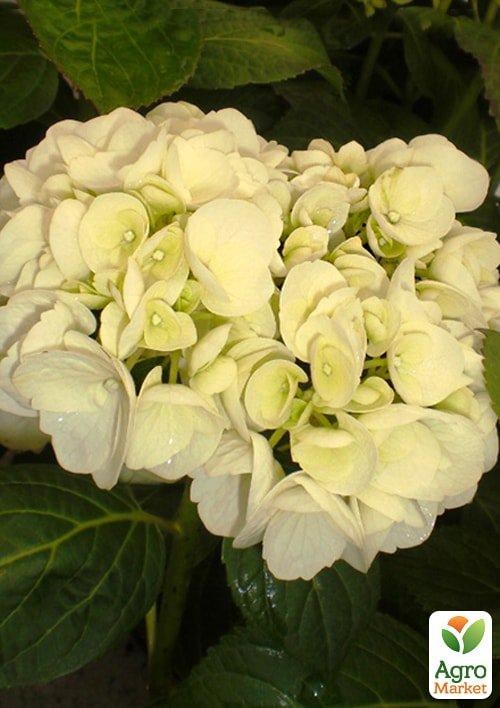 Гортензия крупнолистная `Shakira`