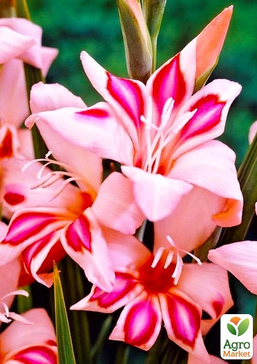 Гладіолус Нанус "Impessive" 3шт