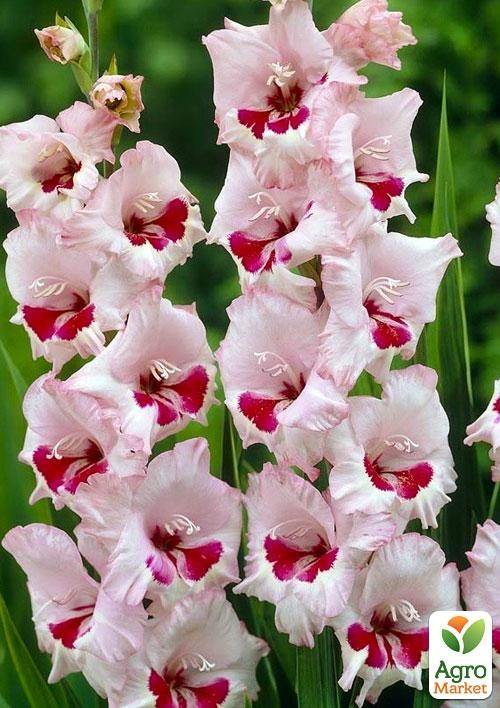 Гладиолус "Wine and Roses" 3шт