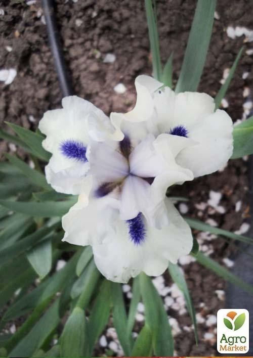 Ирис карликовый "Крижинка" 1шт в упаковке