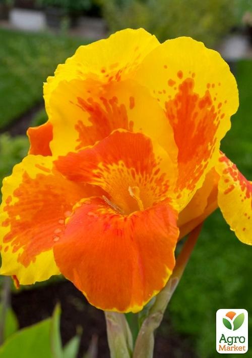 Канна Низкорослая "Mr. Crozy" 