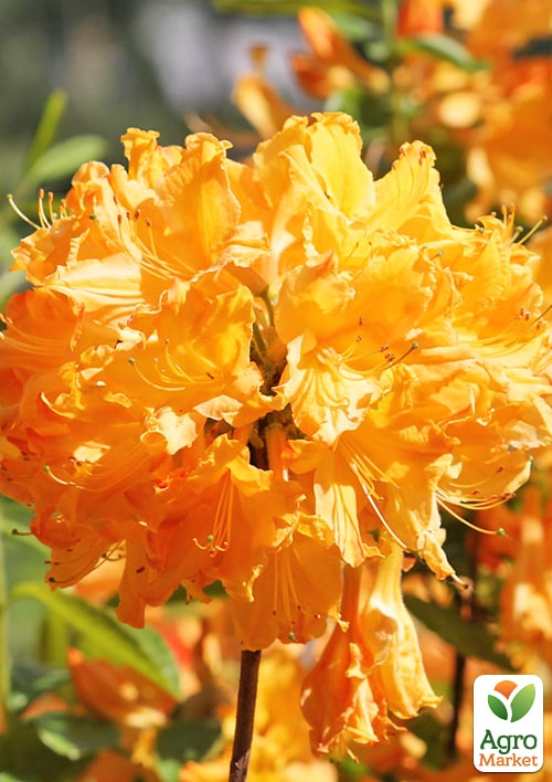 Азалія (рододендрон гібридний) "Golden Lights" 