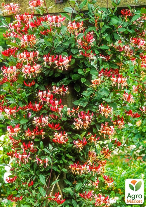 Жимолость "Serotina" (декоративная, плетистая) С2 - фото 3