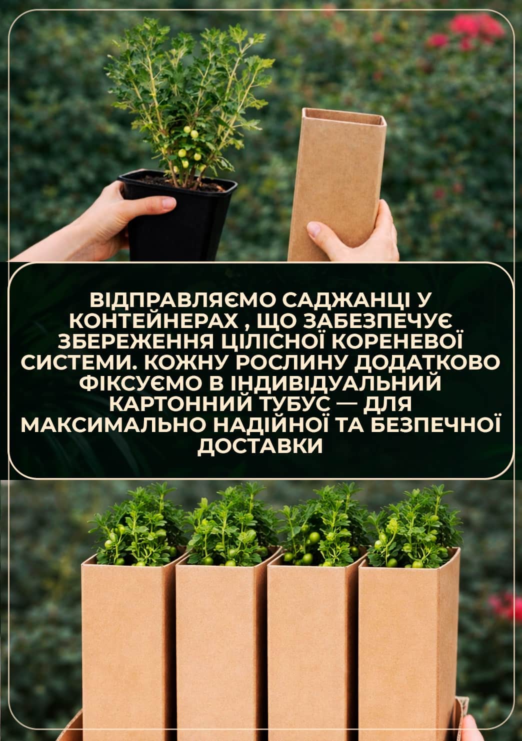 Ежевика бесшипная "Бжезина" 2х-летняя укорененная в контейнере6