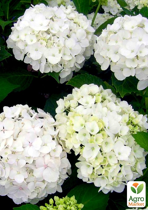 Гортензия крупнолистная "Soeur Therese" вазон Р9 - фото 5