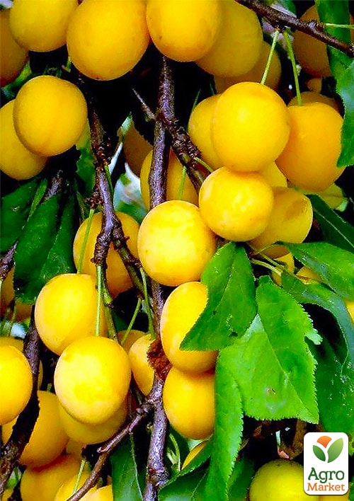 Слива "Медова Жовта" (літній сорт, ранній термін дозрівання) - фото 4