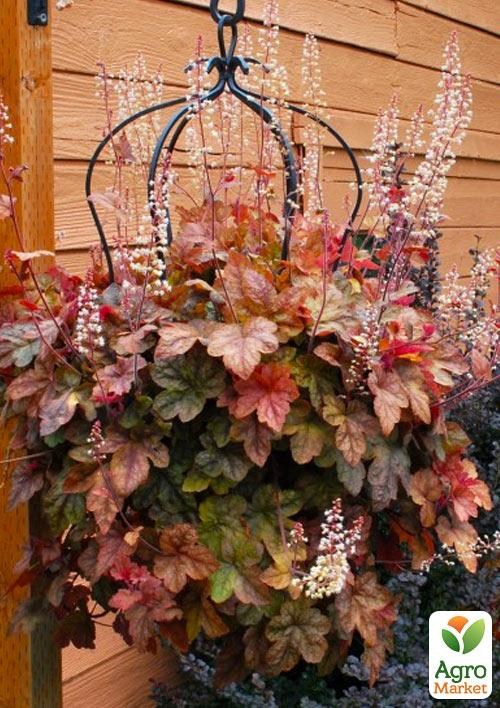 Гейхерелла 3-х летняя "Redstone Falls" (высота 20-40см) - фото 3