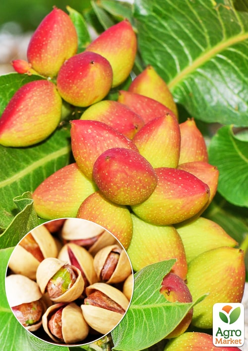 Фісташка 2-х річна "Альбіна" (високоурожайна, морозостійка, невибаглива)