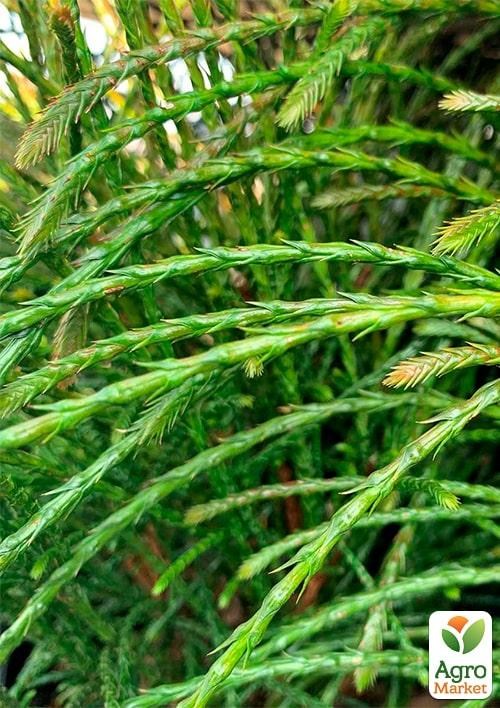 Туя 3-х летняя складчатая "Whipcord" С3 диаметр 25-35см - фото 3