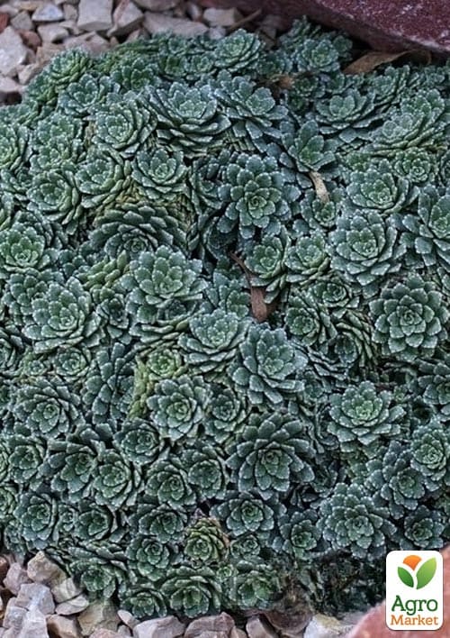 Камнеломка волотиста "Minima" - фото 2