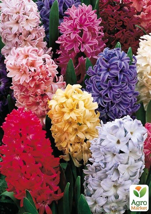 Гиацинты Микс "Анжелика" 