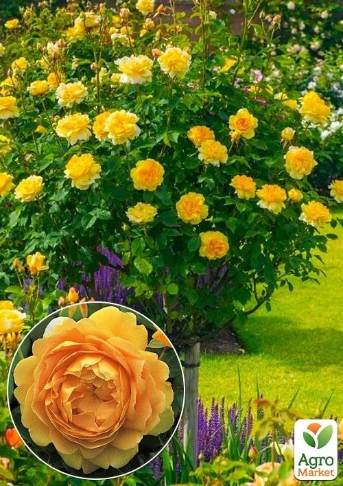 Окулянты Розы на штамбе «Golden Celebration»