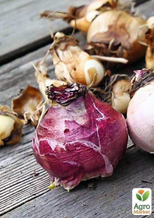 Гіацинтоїдес "Рожевий" (розмір 6/7, великий) 5шт в упаковці - фото 2