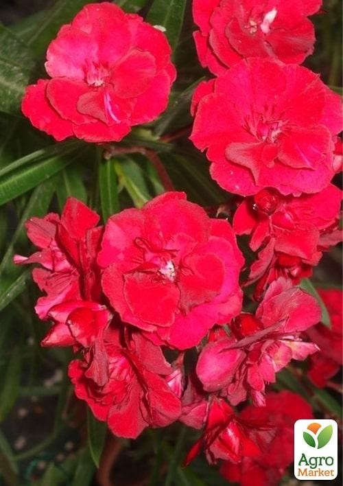 Олеандр полумахровый "Rubis" (вечнозеленый, душистый кустарник) - фото 2