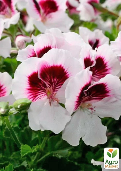 Пеларгония Королевская Novita Classic "White Star" - фото 2