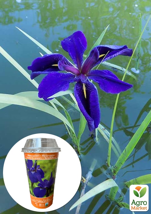 LMTD Ірис японський мечовидний (німфея) "Kaempferi blue"