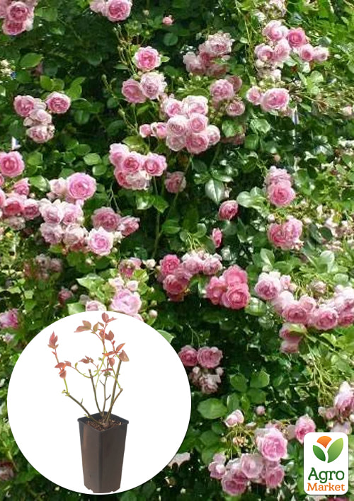 Роза плетистая "Jasmina" в контейнере, высший сорт