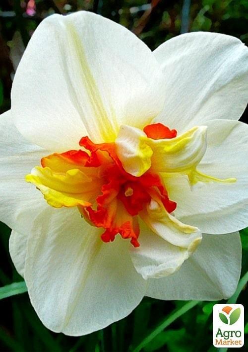 Нарцисс "Flower Drift" 2шт в упаковке