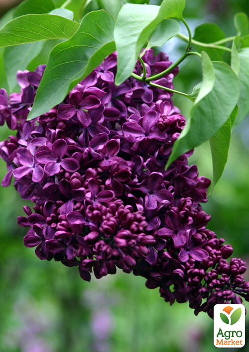 Сирень тёмно-фиолетовая "Night" (Syringa vulgaris Night)