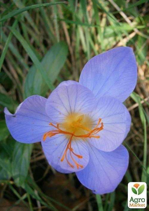 Крокус "Speciosus" (розмір 5/+, середній) 5шт в упаковці - фото 2