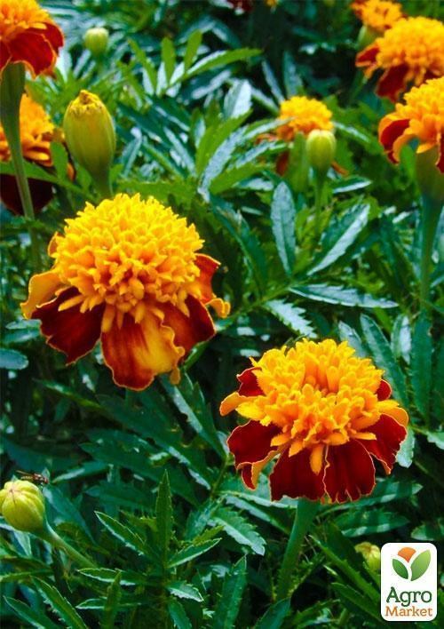 Бархатцы "Голд Копфен" (Зипер) ТМ "Весна" 1г - фото 2