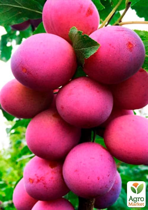 Слива колоновидная "Командор" - фото 2