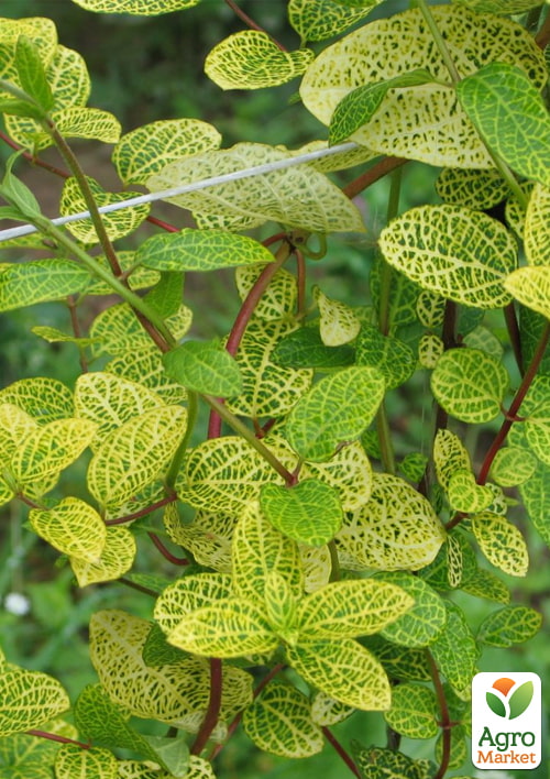 Жимолость "Aureoreticulata Japonica" (Декоративная, плетистая) С2 - фото 2
