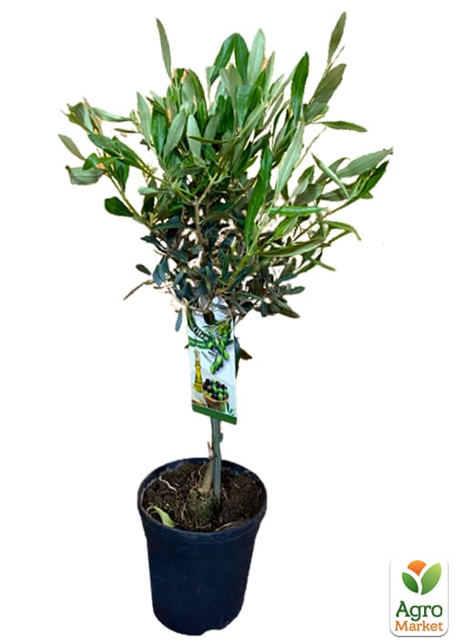 Олива "Olea Europaea" на штамбi 50-60см - фото 6