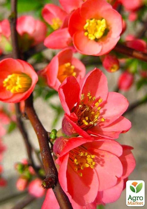 Хеномелес (Айва японська) "Pink Trail"