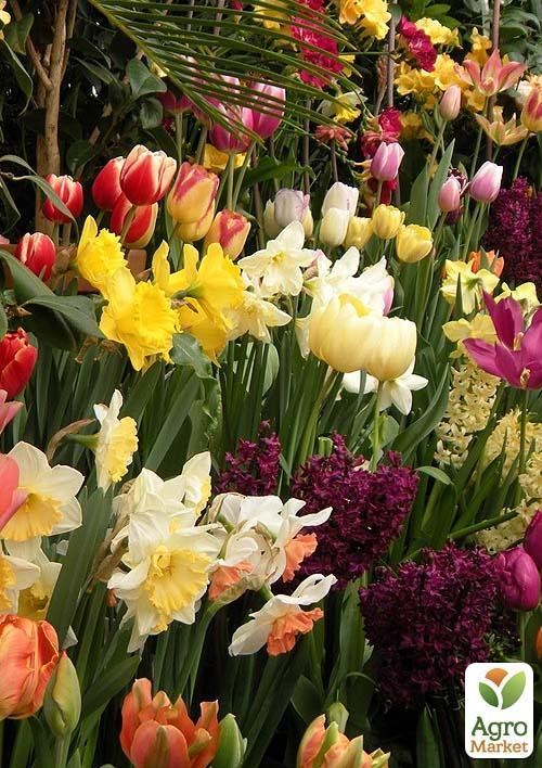 Компплект цибулин "Російська рулетка" 10шт - фото 2