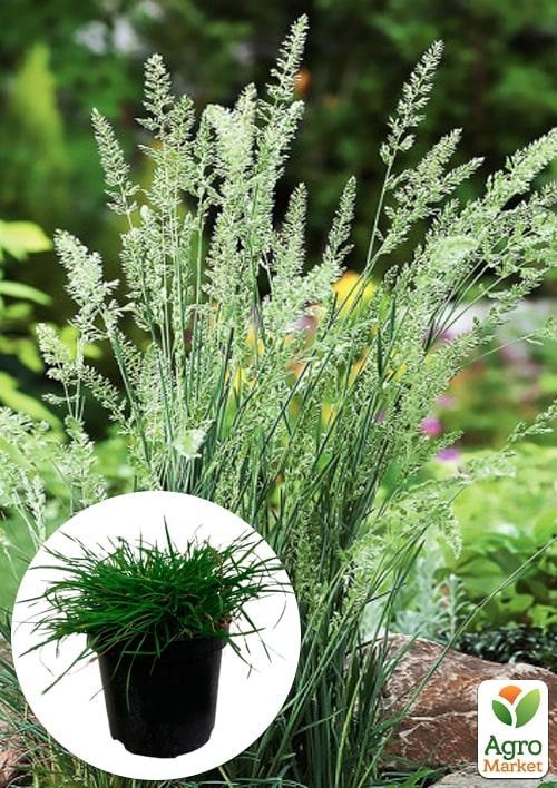 Щучник дернистый "Palava" вазон С2
