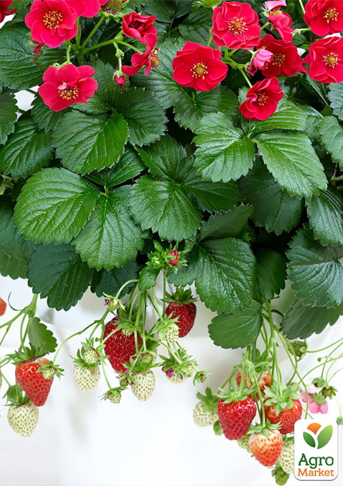 Полуниця Ампельна Махровоцвітуча «Summer Breeze Rose» (ремонтантний ранній сорт)