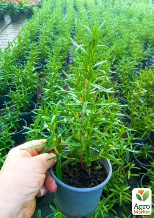 Розмарин (контейнер № 10, высота 15 см) - фото 2