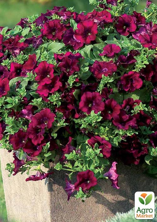 Сурфінія "Burgundy" (контейнер № 10. висота 10-15 см)