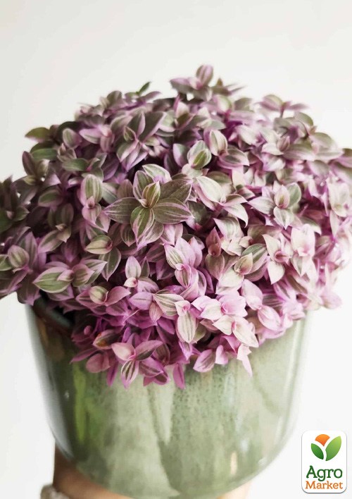 Каллизия ползучая "Pink Lady" 