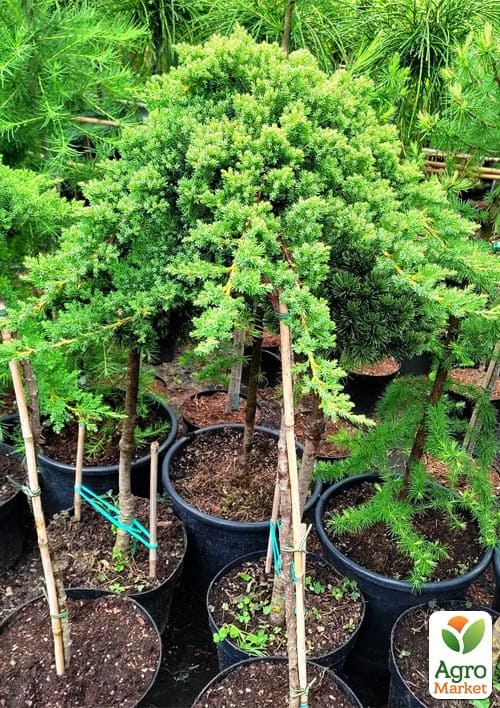 Можжевельник стелющийся на штамбе «Procumbens Nana» С10, высота 90-110см, диаметр кроны 25-35см - фото 3