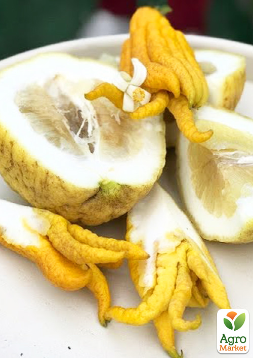 Цитрон (Лайм) "Пальцы Будды" 2х летний, высота 20-30см - фото 2