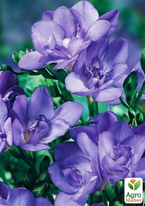 Фрезия махровая "Blue" 5шт в упаковке