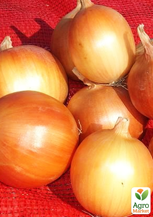 Цибуля-сіянка 1кг (арбажейка) "Стригунівський" (Україна) - фото 4