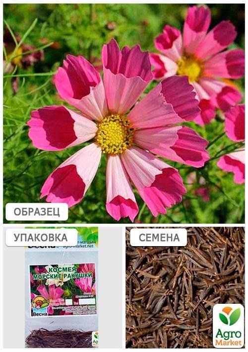 Космея "Морские ракушки" (Зипер) ТМ "Весна" 1г - фото 2