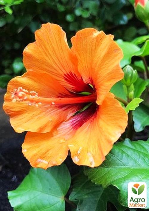 Гибискус на штамбе "Sunny Bordeaux" - фото 8