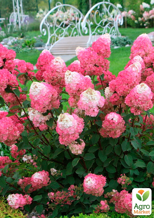Гортензия метельчатая "Strawberry Blossom" вазон Р9