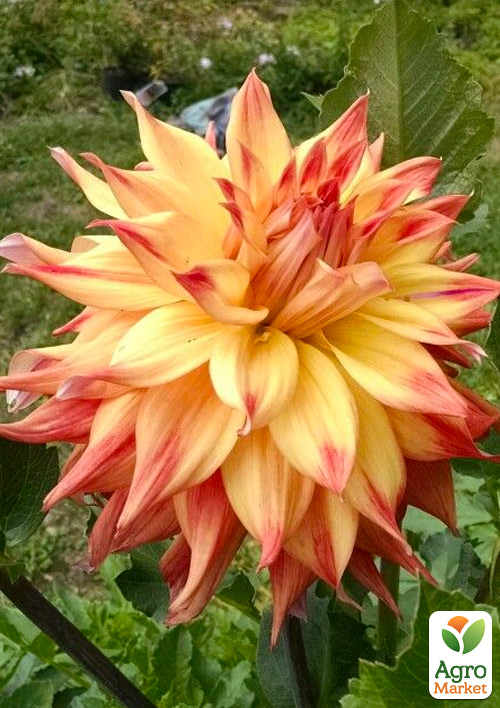 Жоржина "Eva Luna"