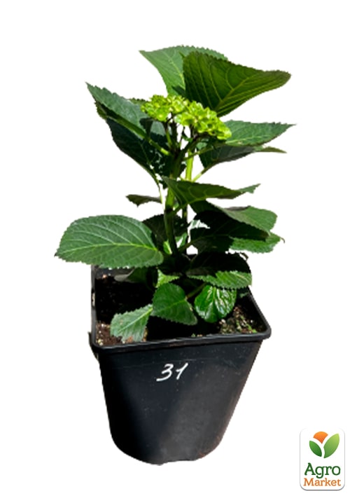 Гортензія крупнолиста "Schneeball" - фото 5