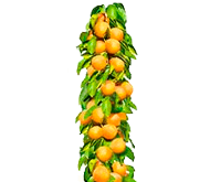 Саженцы колоновидного абрикоса