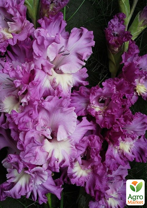 Гладиолус "Tango" 