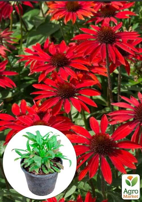 Эхинацея 2-х летняя "Fountain Red" вазон С1.5