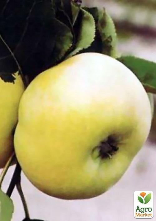 Ексклюзив! Яблуня жовто-біла "Сонця промінь" (Sun ray) (преміальний високоурожай сорт) - фото 3
