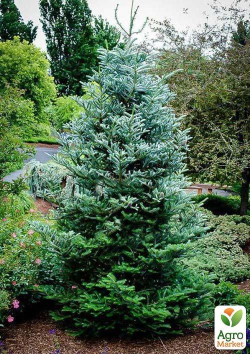 Ель Корейская "Nakai" (горшок P9) - фото 5